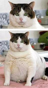 猫娱乐吃瓜酱,揭秘娱乐圈那些不为人知的幕后故事